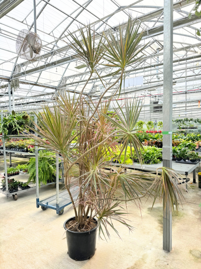 Dracaena marg. 'Colorama'