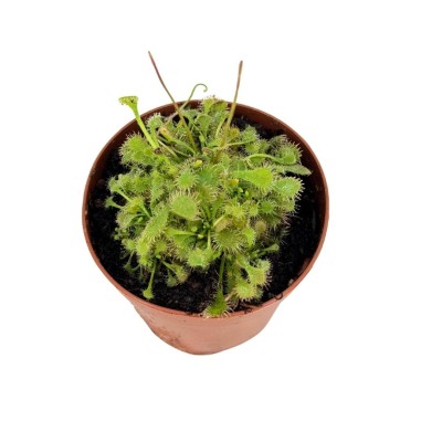 Drosera spatulata
