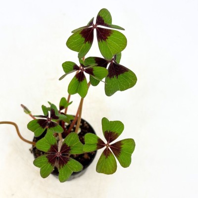 Oxalis tetraphylla 'Iron Cross'
