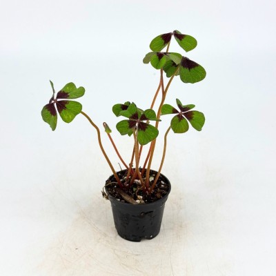 Oxalis tetraphylla 'Iron Cross'