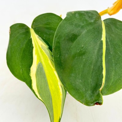 Philodendron heder. 'Silver Stripe'