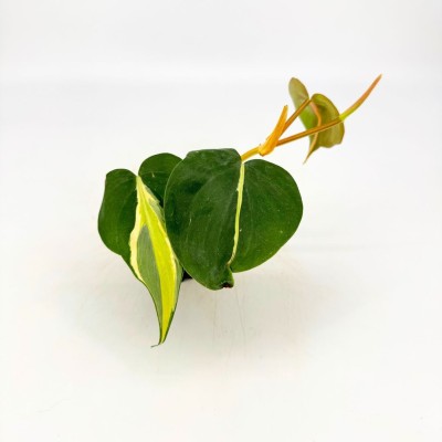Philodendron heder. 'Silver Stripe' - Upright