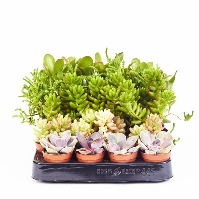 Succulent assorted - 20 per flat