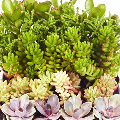 Succulent assorted - 20 per flat