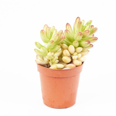 Succulent assorted - 20 per flat