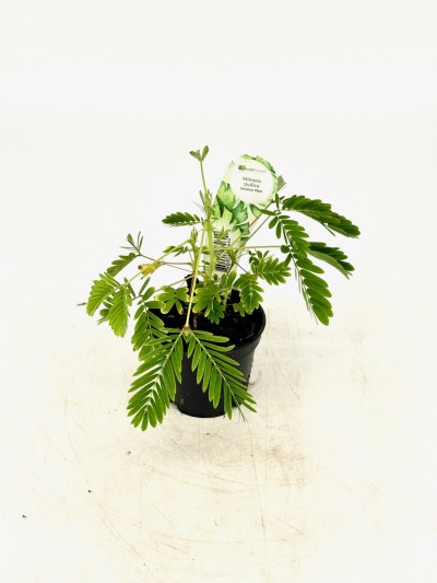 Mimosa pudica 4in - Washington - Cascade Tropicals