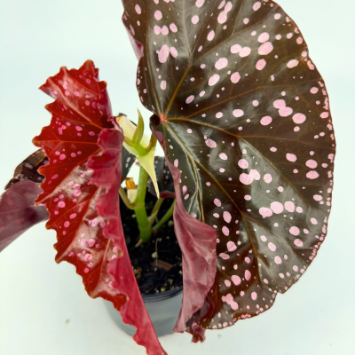 Begonia 'Cracklin Rosie'