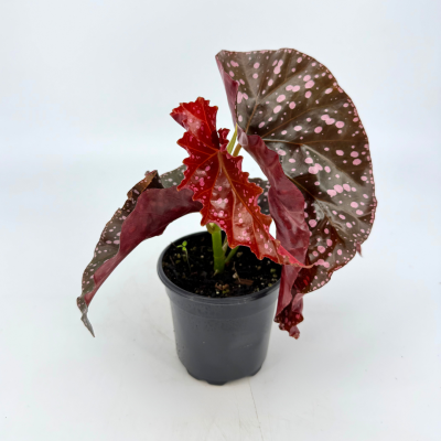 Begonia 'Cracklin Rosie'