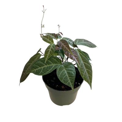 Bignonia argyro violacea