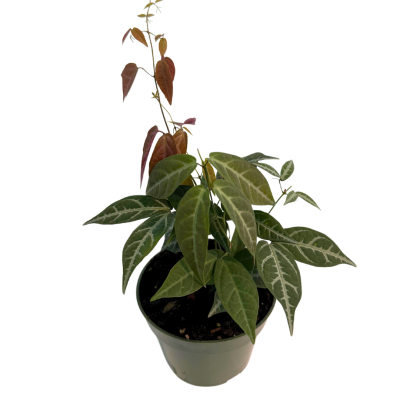Bignonia argyro violacea