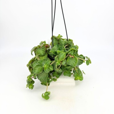 Episcia 'Billie' - HB