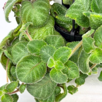 Episcia 'Billie' - HB