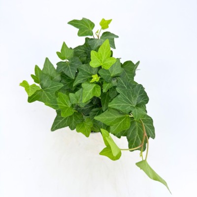 Hedera helix Green