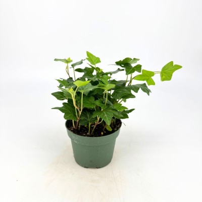 Hedera helix Green