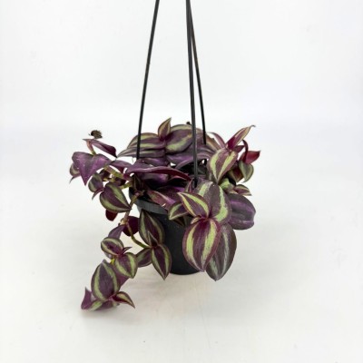 Tradescantia zebrina Red - HB