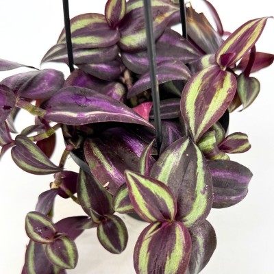 Tradescantia zebrina Red - HB