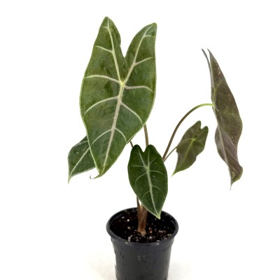 Alocasia longiloba 'Watsoniana Red Vein'
