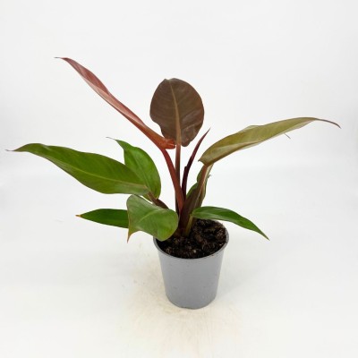 Philodendron 'Red Sun'