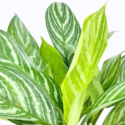 Aglaonema 'Stripes'