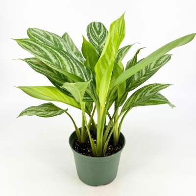 Aglaonema 'Stripes'