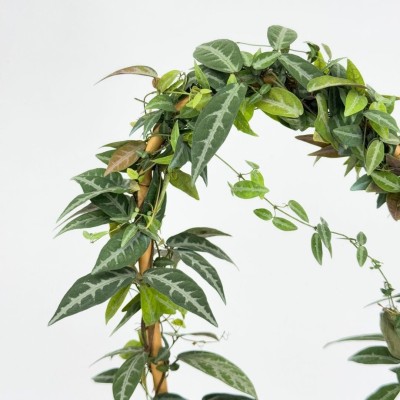 Bignonia argyro violacea - Hoop