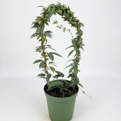 Bignonia argyro violacea - Hoop