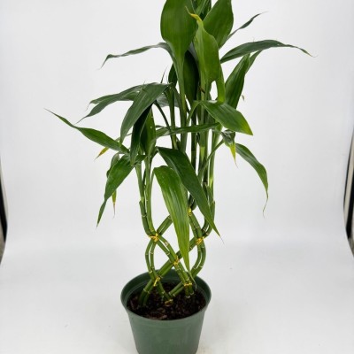 Dracaena sanderiana - braid