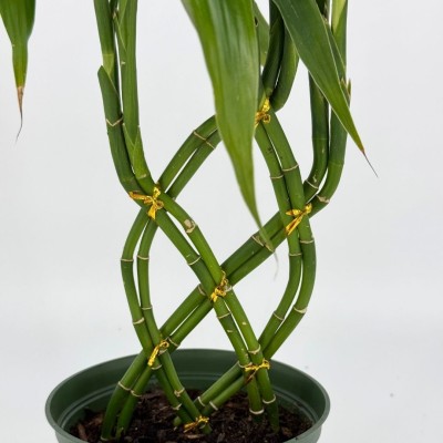Dracaena sanderiana - braid