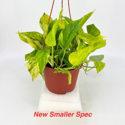 Epipremnum aur. Sunshine Goddess - HB Smaller