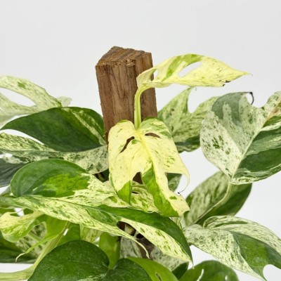 Epipremnum pinnatum 'Marble Variegated' - pole