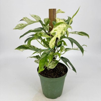Epipremnum pinnatum 'Marble Variegated' - pole