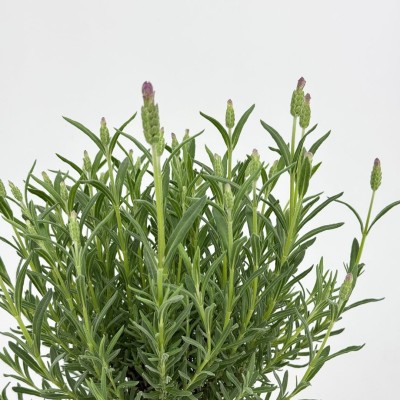 Lavandula stoechas 'The Princess'