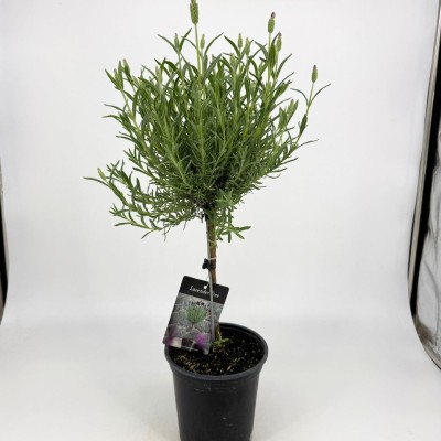 Lavandula stoechas 'The Princess'
