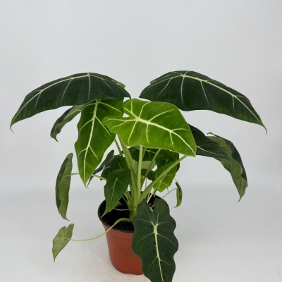Alocasia 'Frydek'
