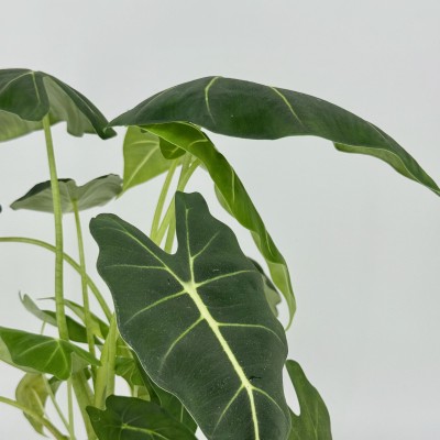Alocasia 'Frydek'