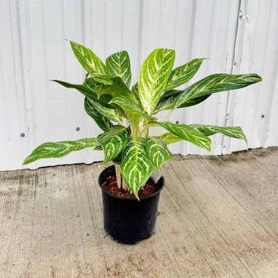 anthurium gigi Anthurium Nigrolaminum Gigi x Papillilaminum  Aroidasia