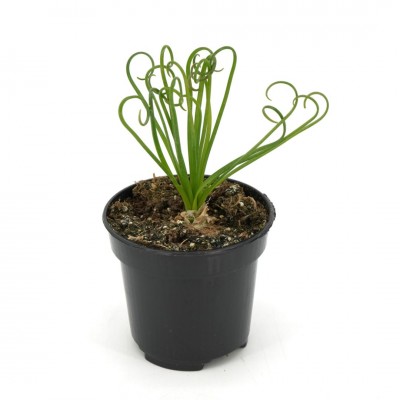 Albuca spiralis