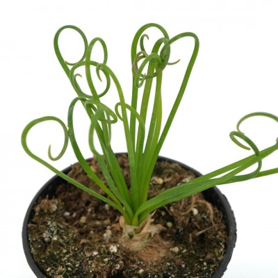 Albuca spiralis