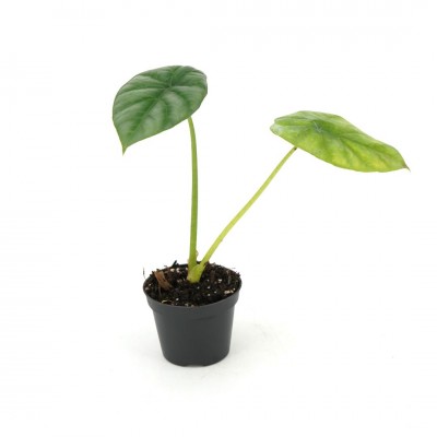 Alocasia sinuata 'Quilted Green'