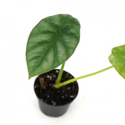 Alocasia sinuata 'Quilted Green'