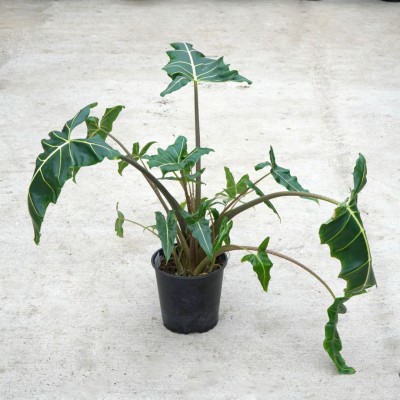 Alocasia 'Sarian'