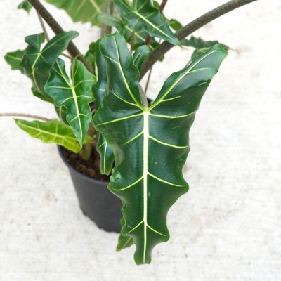 Alocasia 'Sarian'