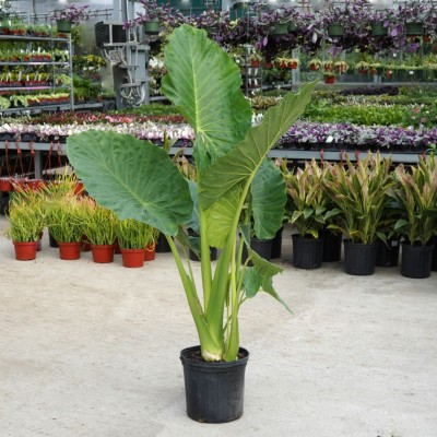 Alocasia 'Calidora'