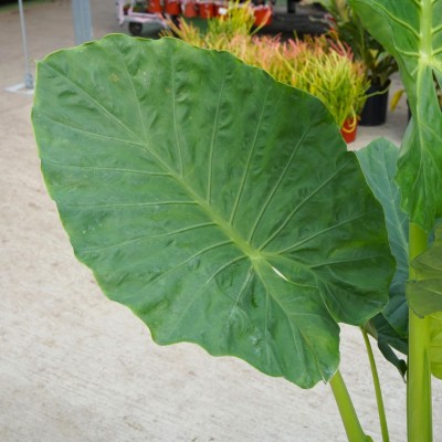 Alocasia 'Calidora'