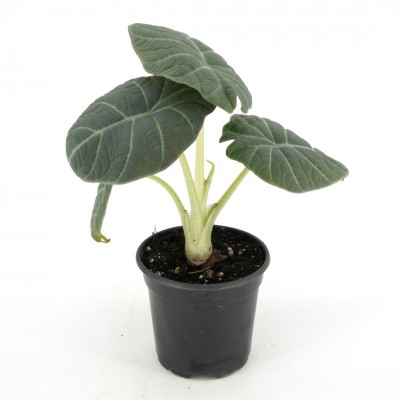Alocasia 'Maharani'