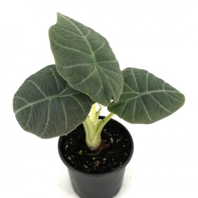 Alocasia 'Maharani'
