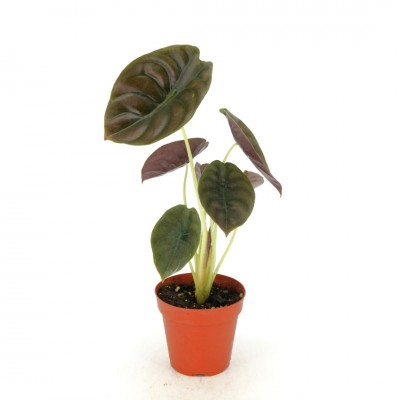 Alocasia cuprea Red Secret