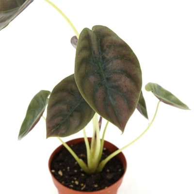 Alocasia cuprea Red Secret