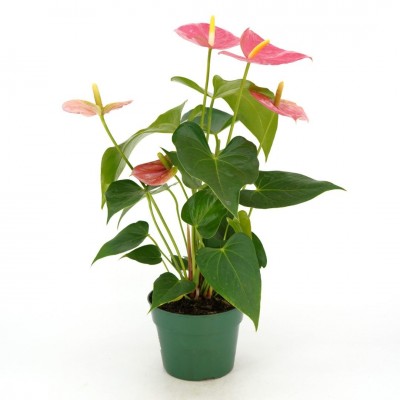 Anthurium Flowering - Pink