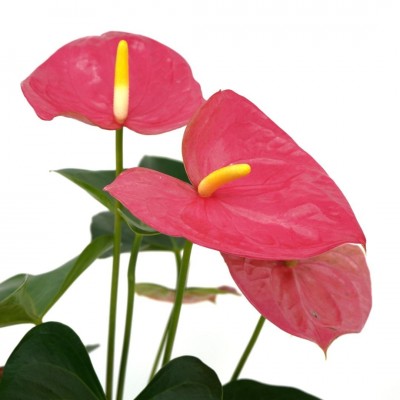 Anthurium Flowering - Pink